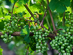 Grapes in Maryland vineyard