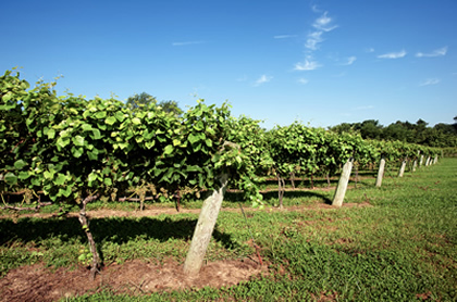 Maryland vineyard
