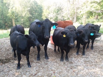 Several angus and a hereford cow.