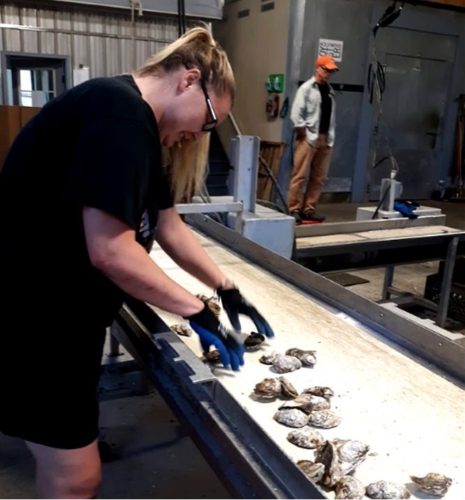 Worker Lacey McClanahan sorting oysters.